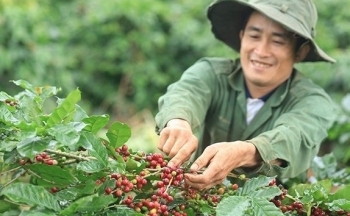 Giá cà phê mới nhất ngày 11/9/2023: Ít biến động, giao dịch mức 64.500 - 65.500 đồng/kg