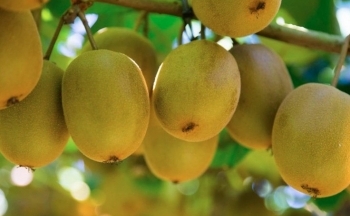 Lợi ích của quả kiwi - Kiwi vàng hay xanh tốt hơn?