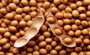 Giá đậu tương đồng loạt tăng nhẹ