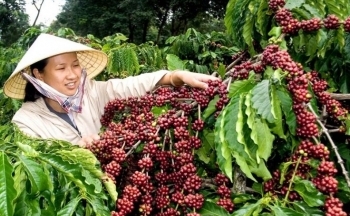 Giá cà phê mới nhất ngày 13/9/2023: Thị trường trong nước tăng trở lại