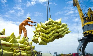 Giá gạo xuất khẩu tăng trở lại sau 1 tuần hạ nhiệt