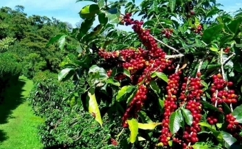 Cảnh báo về chất lượng cà phê nhân