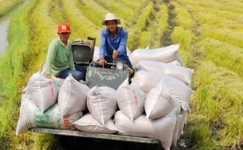 Nhiều quốc gia chuyển sang Việt Nam đặt hàng, đẩy giá gạo xuất khẩu tăng cao