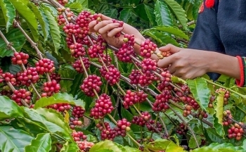 Giá cà phê mới nhất ngày 14/9/2023: Thị trường trong nước tăng mạnh, lên mức 66.500 đ/kg