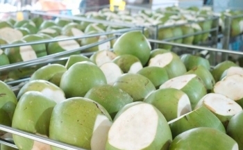 Thời cơ cho xuất khẩu trái dừa