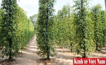 Giá tiêu hôm nay 26/3/2024: Ngày thứ 2 liên tiếp đứng giá, cao nhất 96.000 đồng/kg