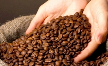 Giá cà phê tăng bất chấp tín hiệu tích cực về nguồn cung
