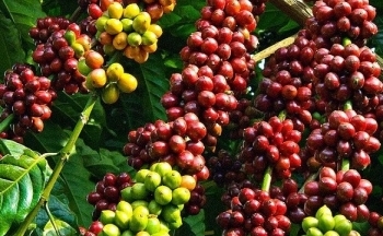 Giá cà phê mới nhất ngày 15/9/2023: Mức giao dịch cao nhất 66.900 đồng/kg