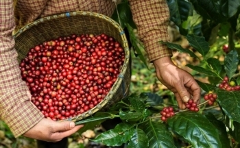 Giá cà phê mới nhất ngày 16/9/2023: Giá tăng cao chạm ngưỡng 67.900 đ/kg