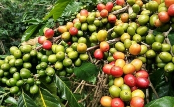 Giá cà phê tăng cao bất thường