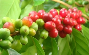 Giá cà phê vẫn tăng mạnh bất chấp nguồn cung nới lỏng