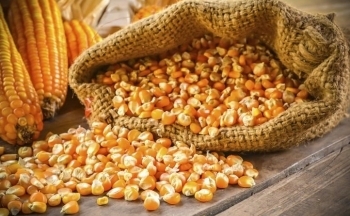 Giá ngô và lúa mì diễn biến trái chiều