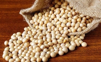 Giá đậu tương lao dốc