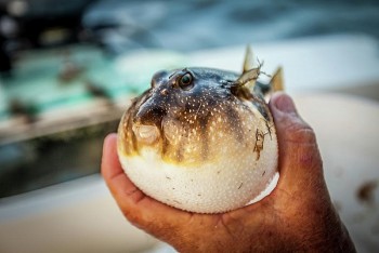 Ninh Thuận: 1 người tử vong, 2 người phải cấp cứu điều trị do ăn cá nóc mú