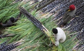 Giá đường cao nhất 12 năm: Hé lộ lý do