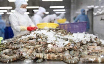 Xuất khẩu tôm sang Mỹ và Trung Quốc ghi nhận kết quả tích cực