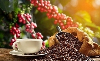 Giá cà phê mới nhất ngày 21/9/2023: Giá cà phê trong nước lên tới 68.100 đồng/kg