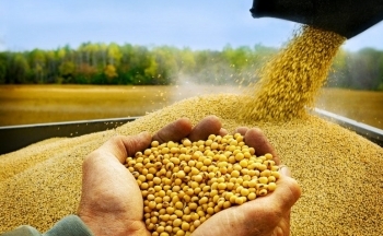 Giá đậu tương hồi phục