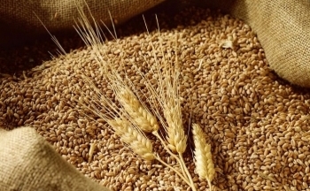 Lúa mì dẫn đầu đà giảm của nhóm nông sản trong phiên hôm qua
