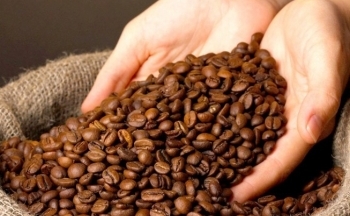 Giá Arabica tiếp tục giảm sau khi CONAB nâng dự báo sản lượng