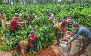 Giá cà phê mới nhất ngày 22/9/2023: Thị trường trong nước giảm 500 đồng/kg