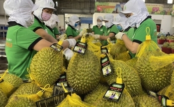 Đắk Nông: Gần 650ha sầu riêng đủ điều kiện xuất khẩu chính ngạch