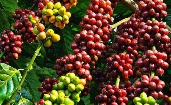 Giá cà phê mới nhất ngày 23/9/2023: Thị trường trong nước tiếp tục giảm 100-200 đồng/kg