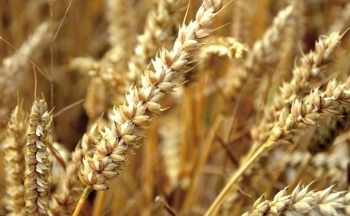 Giá lúa mì hồi phục sau đà lao dốc không phanh
