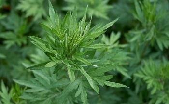 Tác dụng tuyệt vời của ngải cứu: Thực hư ra sao?