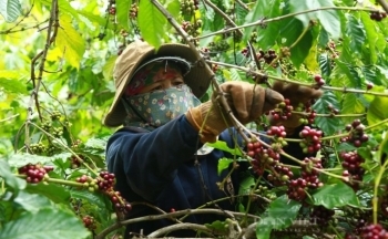 Giá cà phê mới nhất ngày 24/9/2023: Thị trường trong nước cao nhất 66.800 đồng/kg