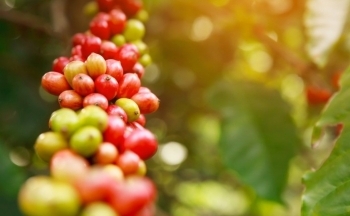 Giá cà phê mới nhất ngày 25/9/2023: Thị trường trong nước cao nhất 66.800 đồng/kg