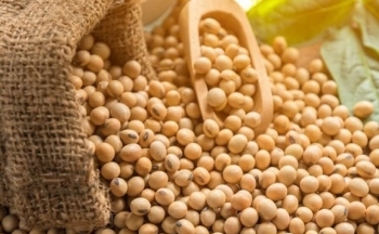 Giá đậu tương lao dốc mạnh