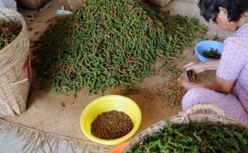 Giá tiêu hôm nay ngày 26/9/2023: Đồng loạt giảm 500 đồng/kg