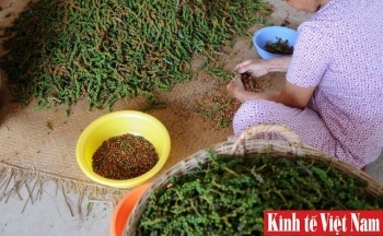 Giá tiêu hôm nay 28/12/2023: Bà Rịa - Vũng Tàu, Gia Lai tăng 500 đồng/kg, Bình Phước đứng giá
