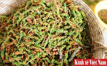 Giá tiêu hôm nay 15/3/2024: Đồng loạt tăng 500 đồng/kg, cao nhất 95.000 đồng/kg