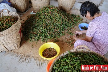 Giá tiêu hôm nay ngày 17/10/2023: Không có nhiều biến động, cao nhất 70.500 đồng/kg