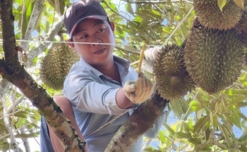 Nội soi sầu riêng kiếm trăm triệu đồng mỗi tháng