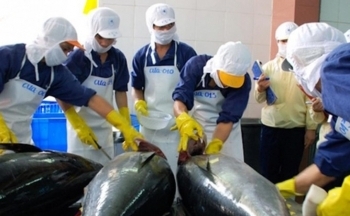 Xuất khẩu cá ngừ sang Chile tăng cao