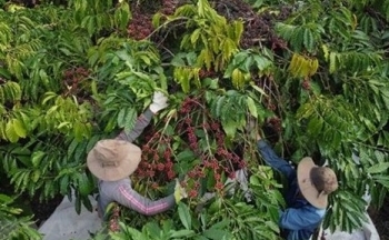 Cơ hội, thách thức trong giai đoạn tới của xuất khẩu nông sản chủ lực