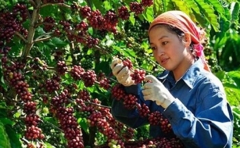 Giá cà phê mới nhất ngày 26/9/2023: Thị trường trong nước giảm 400 đồng/kg