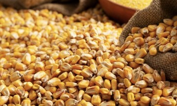 Giá ngô bất ngờ bật tăng