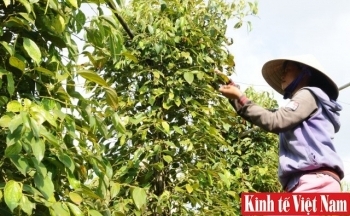 Giá tiêu hôm nay 19/2/2024: Chững lại, dao động từ 83.000 - 86.000 đồng/kg
