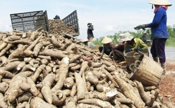 Giá xuất khẩu sắn và sản phẩm sắn sang Trung Quốc tiếp tục giảm