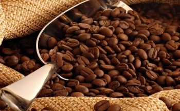 Giá cà phê mới nhất ngày 28/9/2023: Thị trường trong nước tăng đến 300 đồng/kg