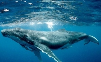 Quảng Ninh: Cận cảnh đàn cá voi xuất hiện ở biển Cô Tô