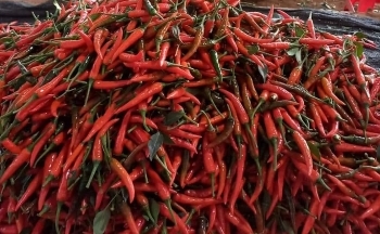 8 tháng đầu năm, Việt Nam xuất khẩu 8.296 tấn ớt, thu về hơn 15,7 triệu USD