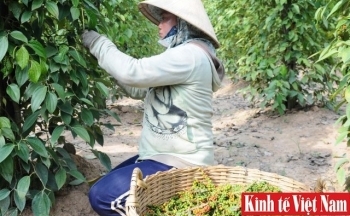 Giá tiêu hôm nay ngày 5/10/2023: Đồng loạt giảm 500 đồng/kg