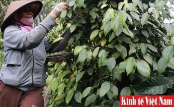 Giá tiêu hôm nay ngày 23/10/2023: Thế giới và trong nước tiếp tục đứng giá