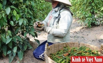 Giá tiêu hôm nay 6/2/2024: Đồng loạt tăng 500 đồng/kg, cao nhất 84.000 đồng/kg