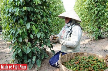 Giá tiêu hôm nay 22/4/2024: Đồng loạt chững lại, cao nhất 98.000 đồng/kg